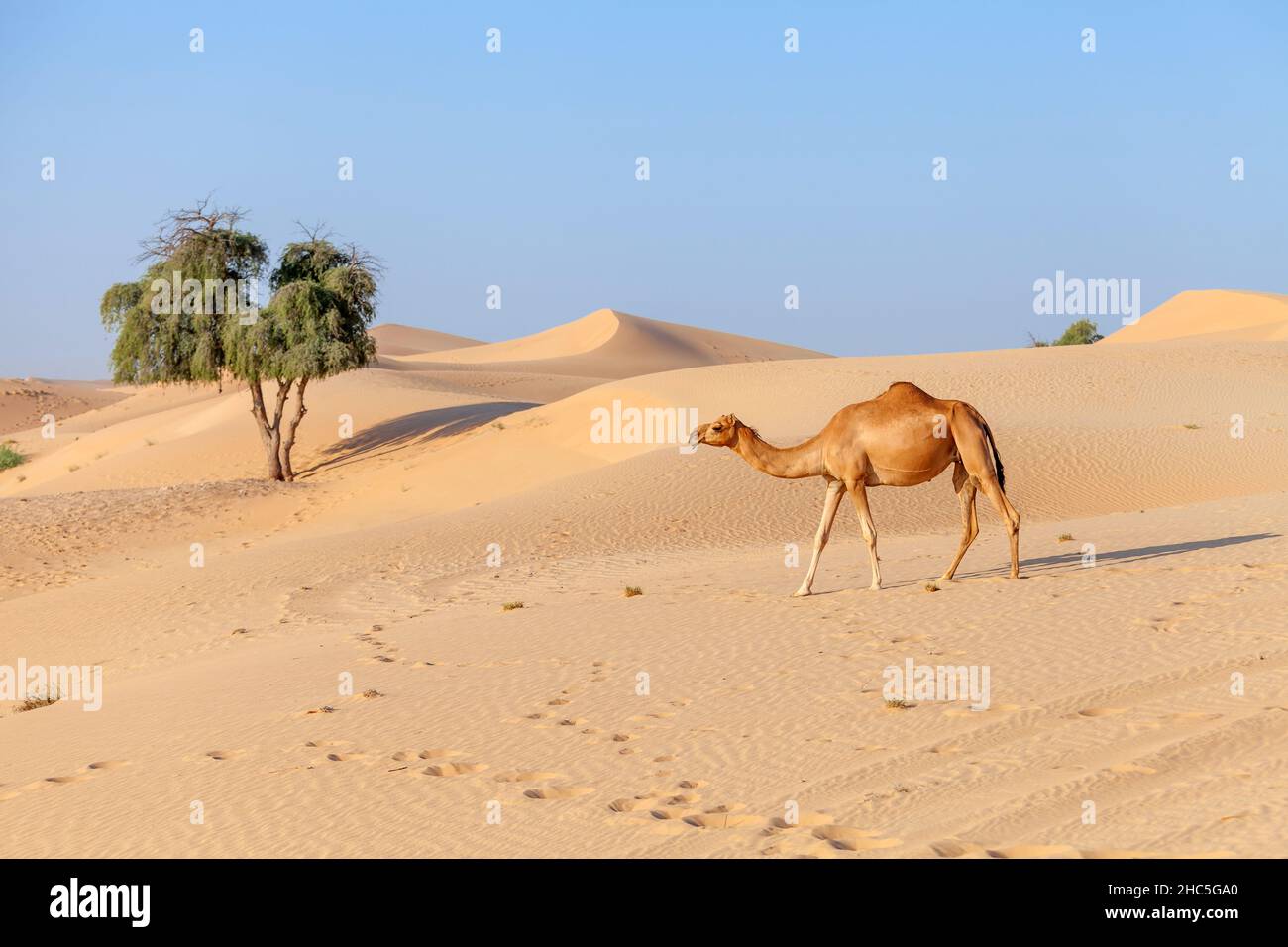 Promenade à dos de chameau dans un désert dans les Émirats arabes Unis Banque D'Images