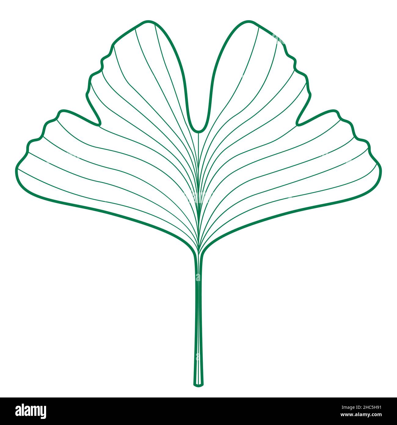 Illustration de la feuille de contour vert de Ginkgo biloba Illustration de Vecteur