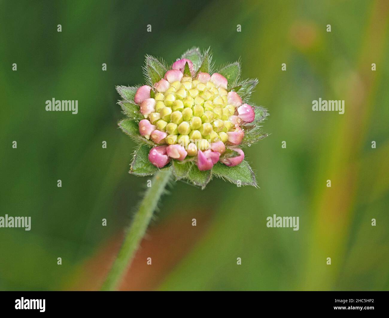 Tête de fleur composée rose et jaune de Field Scabious, (Knautia arvensis) dans un bourgeon avec des sépales verts poilus en Cumbria, Angleterre, Royaume-Uni Banque D'Images