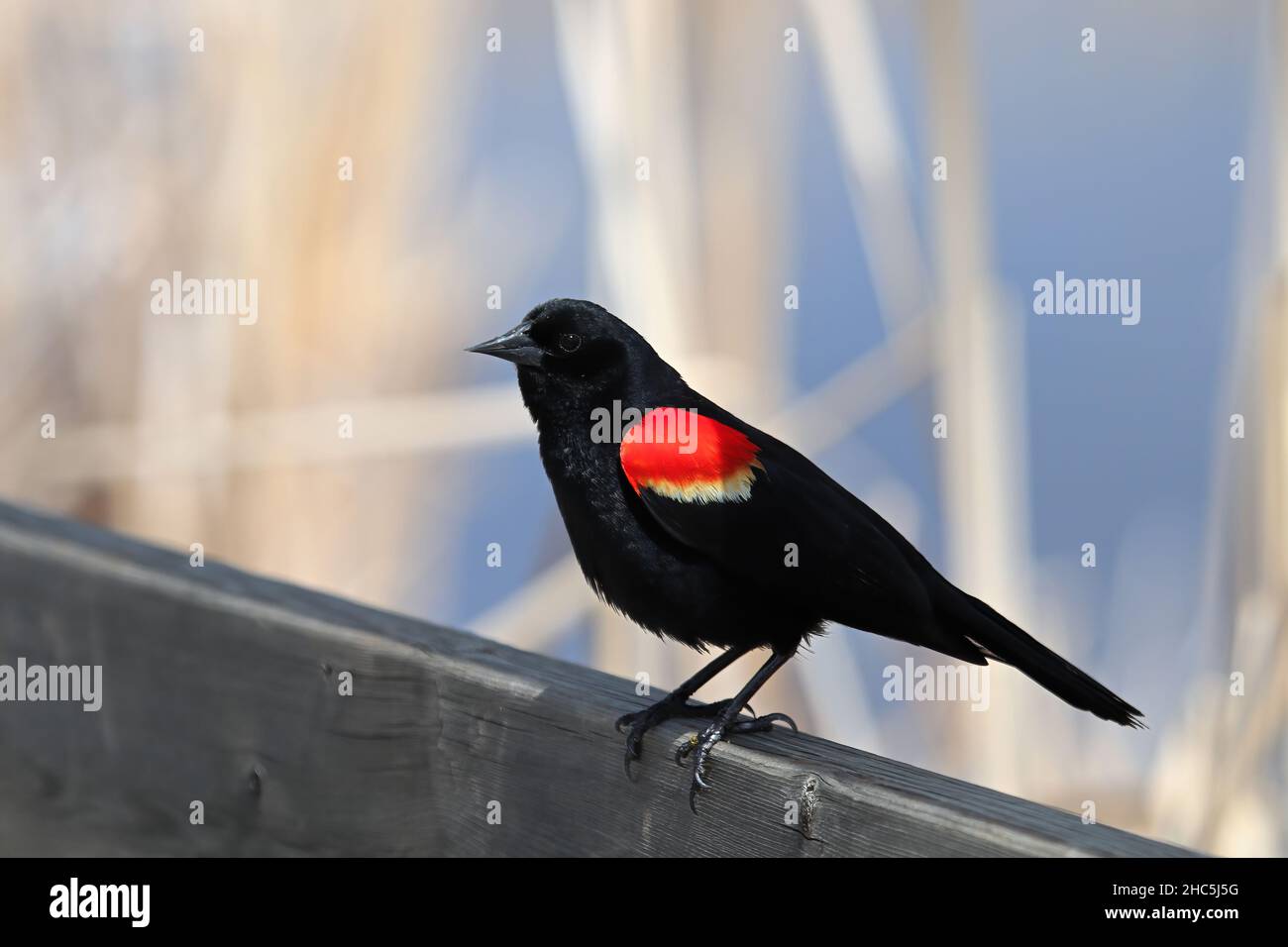 Un blackbird à ailes rouges se trouve sur un rail en bois Banque D'Images