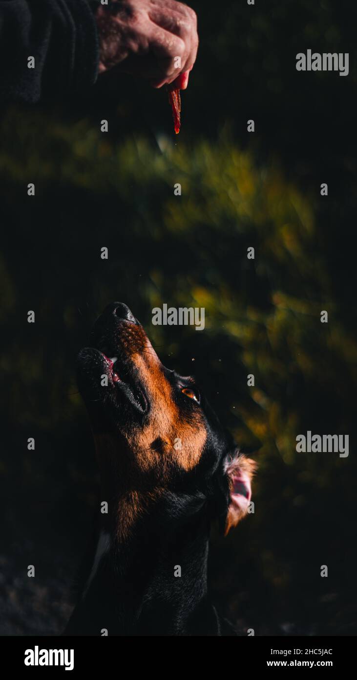 Photo verticale d'une main donnant de la nourriture à un rottweiler sur un fond de parc sombre flou Banque D'Images