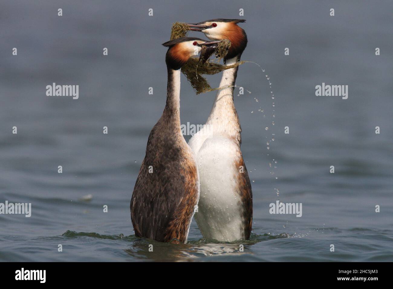 Deux grands grebes à crête au rituel de mariage Banque D'Images