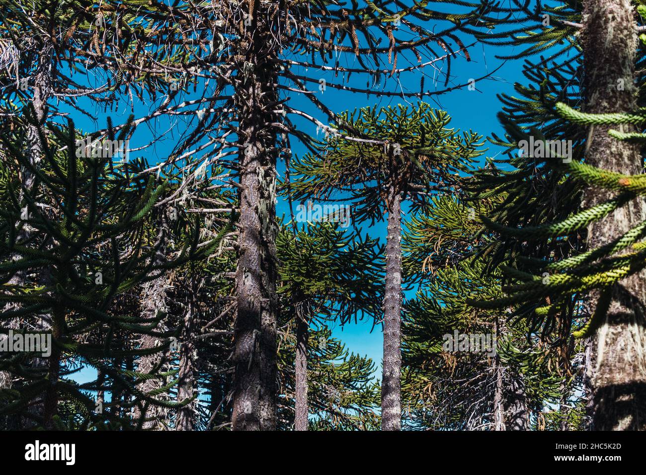 Forêt d'Araucaria (Pehuen), en Patagonie Argentine. Banque D'Images