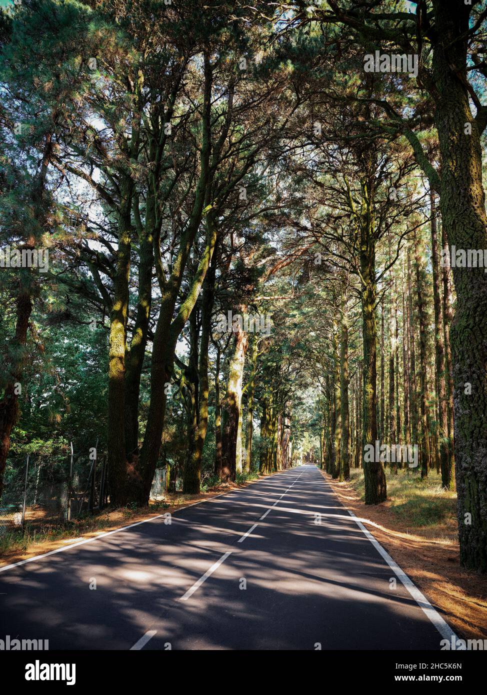Photo verticale d'une longue autoroute entourée de grands arbres. Banque D'Images
