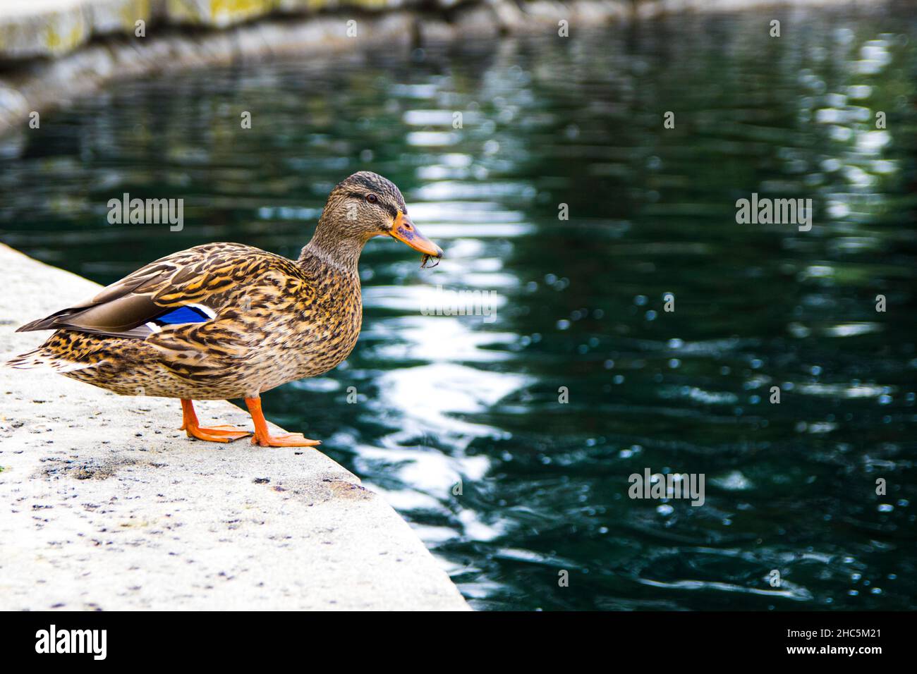 Vue sur le joli canard près de l'étang Banque D'Images