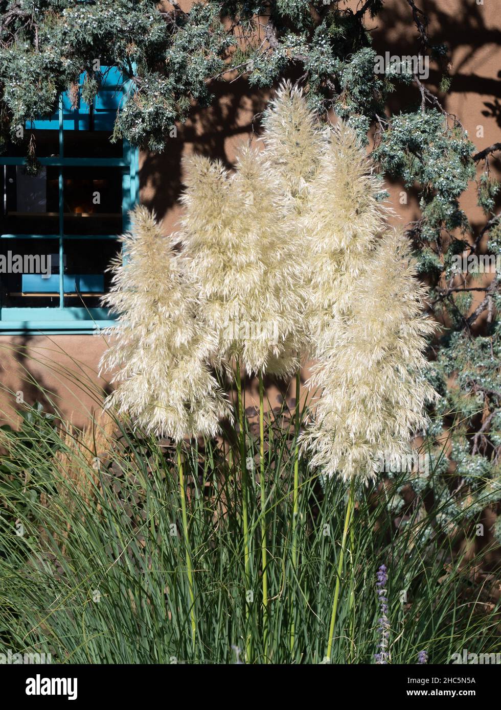 Groupe de pampas herbe fleurs et un genièvre et baies avec un mur d'adobe  avec fenêtre taillée turquoise en arrière-plan Photo Stock - Alamy