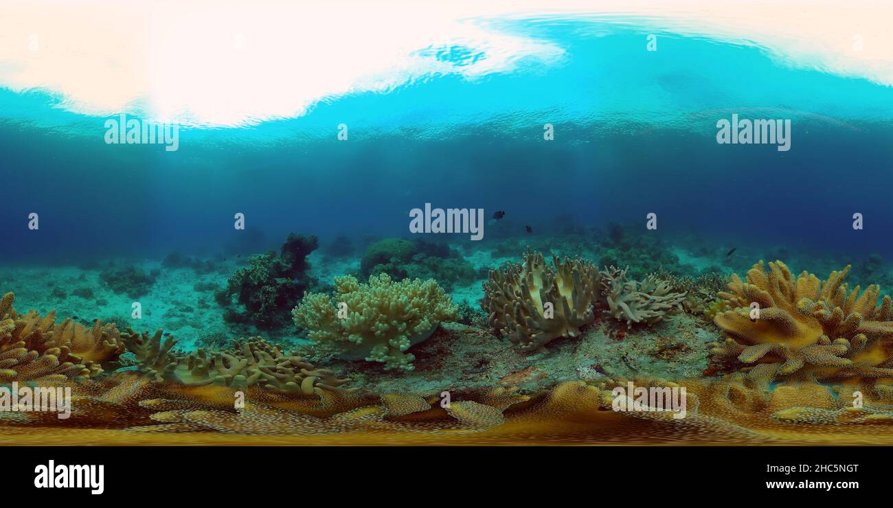 Corail scène. Poissons marins tropicaux. Coraux durs et doux, paysage sous-marin. Philippines. Réalité virtuelle 360. Banque D'Images