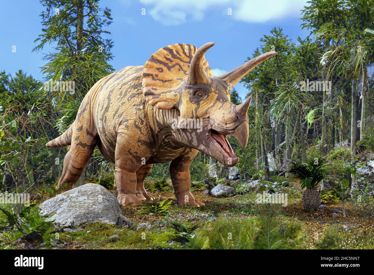 Triceratops dinosaure, illustration.Les tricératops étaient communs à la fin du Crétacé, d'il y a environ 65 millions d'années.Le Triceratops était un dinosaure herbivore qui pouvait atteindre une longueur de neuf mètres et une hauteur de 12 tonnes.On croit maintenant que ses cornes distinctives ont été utilisées pour l'affichage de la cour plutôt que pour le combat.Ils vivaient dans ce qui est maintenant l'Amérique du Nord. Banque D'Images