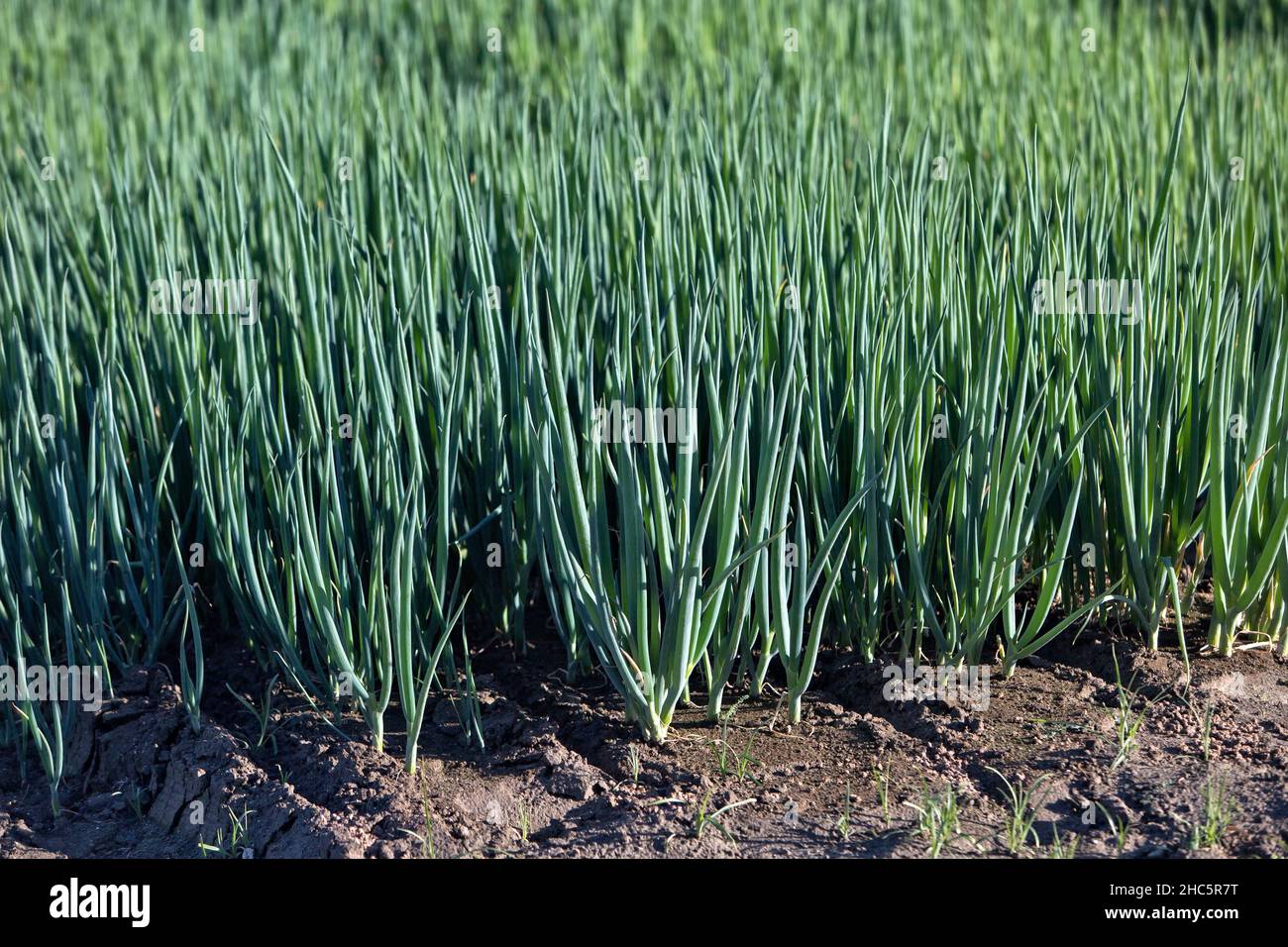 Oignons verts (Scallions) arrivant à maturité dans le champ 'Allium', Californie. Banque D'Images