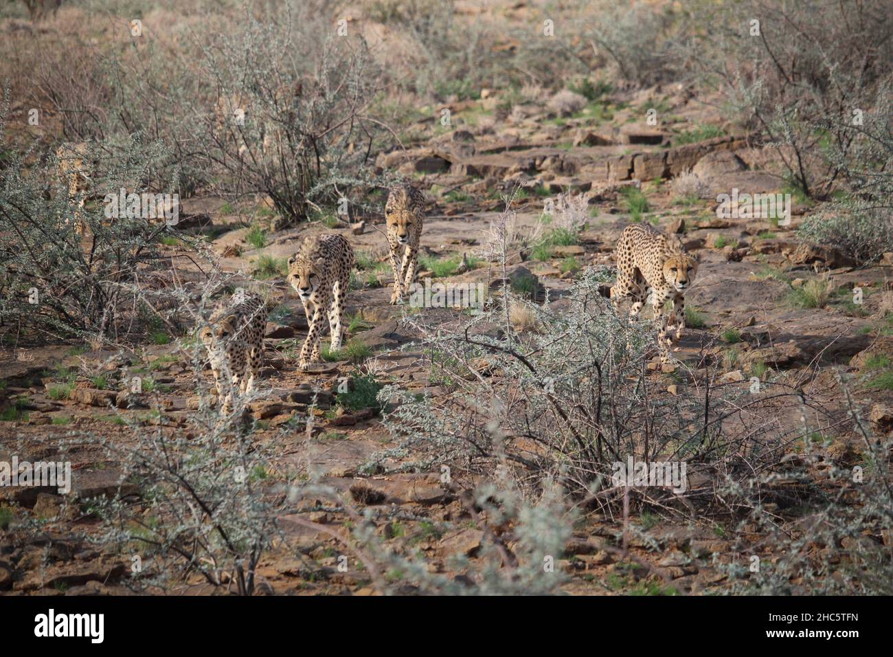 Une coalition de cheetahs marche vers la caméra à travers un terrain rocailleux et bushy Banque D'Images