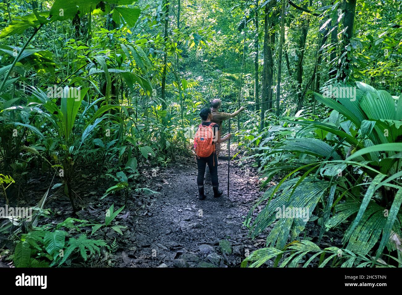 Trekking dans la jungle, réserve naturelle de Gandoca Manzanillo, Costa Rica Banque D'Images