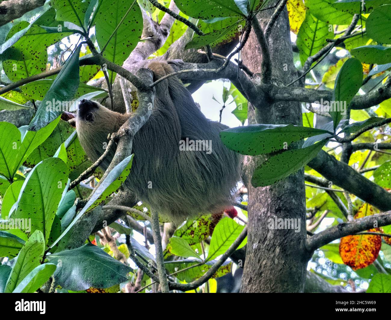 Soloth à deux doigts de Hoffman (Choloepus hoffmanni), Parc national de Cahuita, Costa Rica Banque D'Images