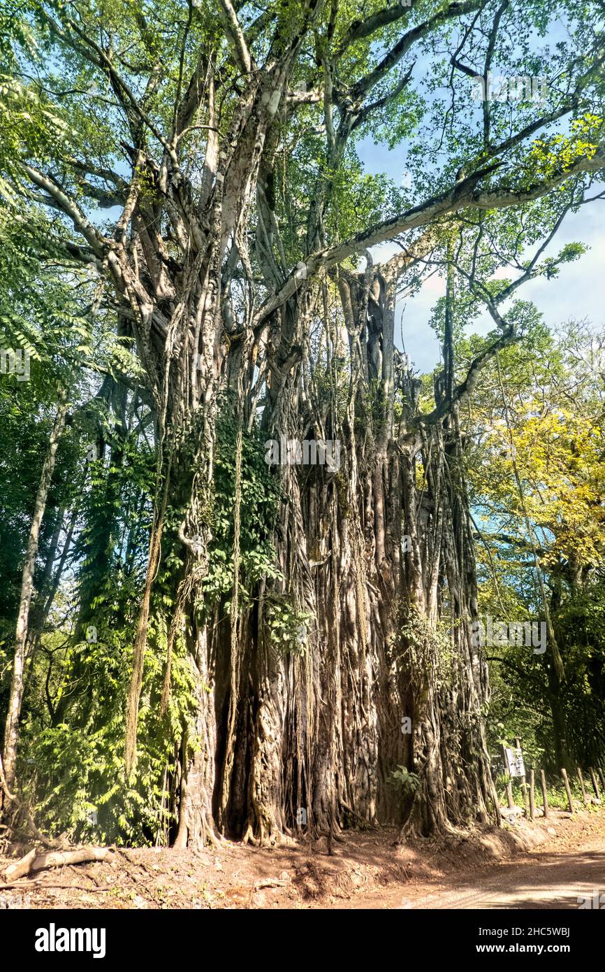 L'incroyable figue à 130 pieds à Cabuya, au Costa Rica Banque D'Images