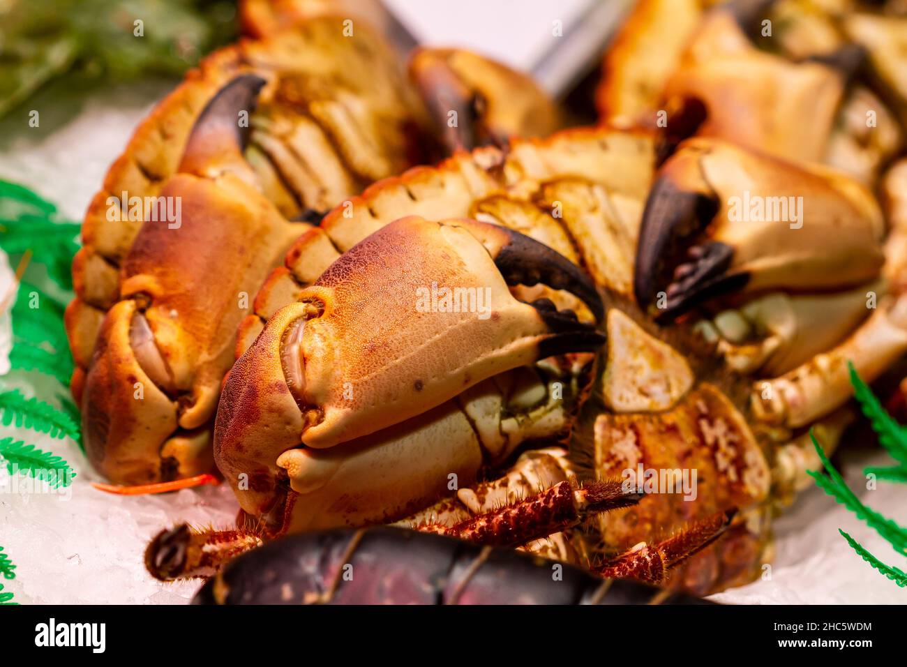 Gros plan de crabe comestible (cancer pagurus) sur le marché des fruits de mer, Barcelone, Espagne Banque D'Images