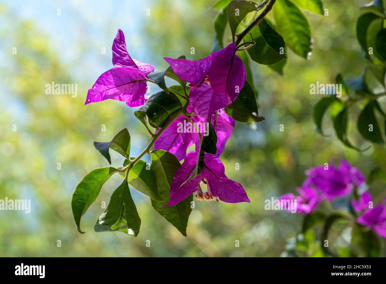 Branche d'arbre avec feuilles vertes et violettes Banque D'Images