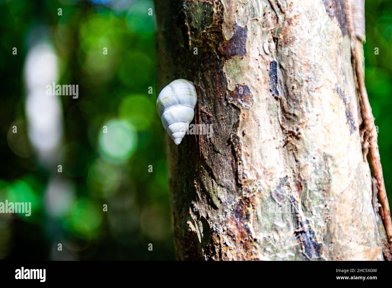Capture macro de l'escargot sur un arbre Banque D'Images
