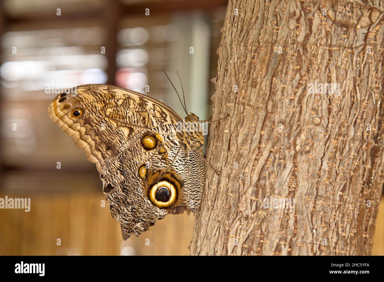Papillon avec les ailes qui ressemble à un animal assis sur un arbre Banque D'Images