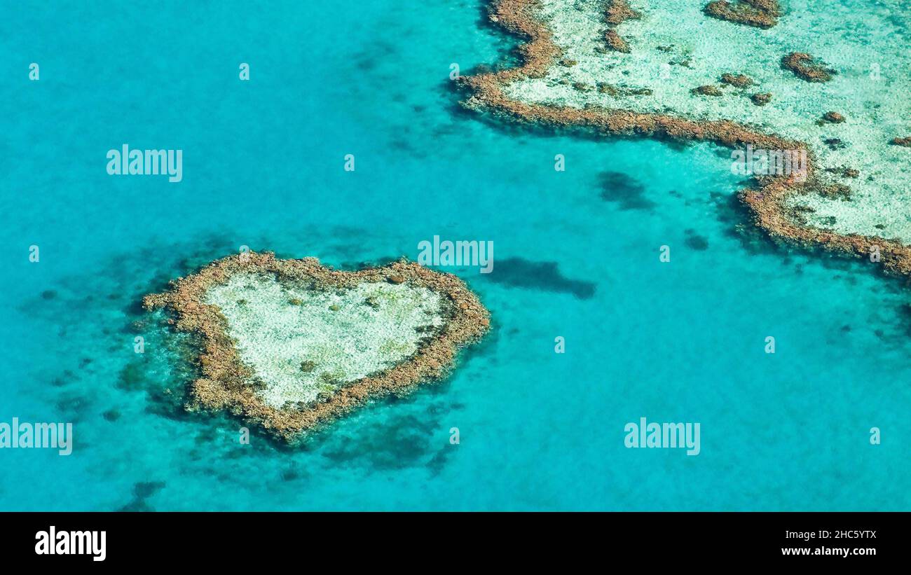 Amour fait d'arbres à l'intérieur de la mer Banque D'Images