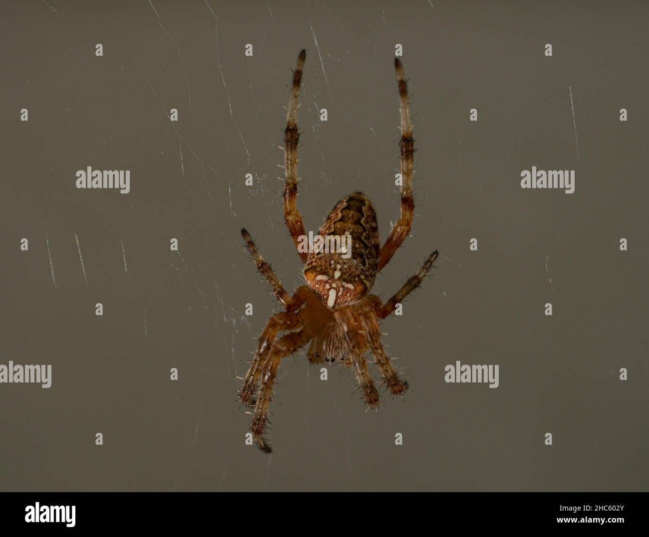 Gros plan d'une grosse araignée orange avec des motifs intéressants sur elle faisant la toile d'araignée Banque D'Images