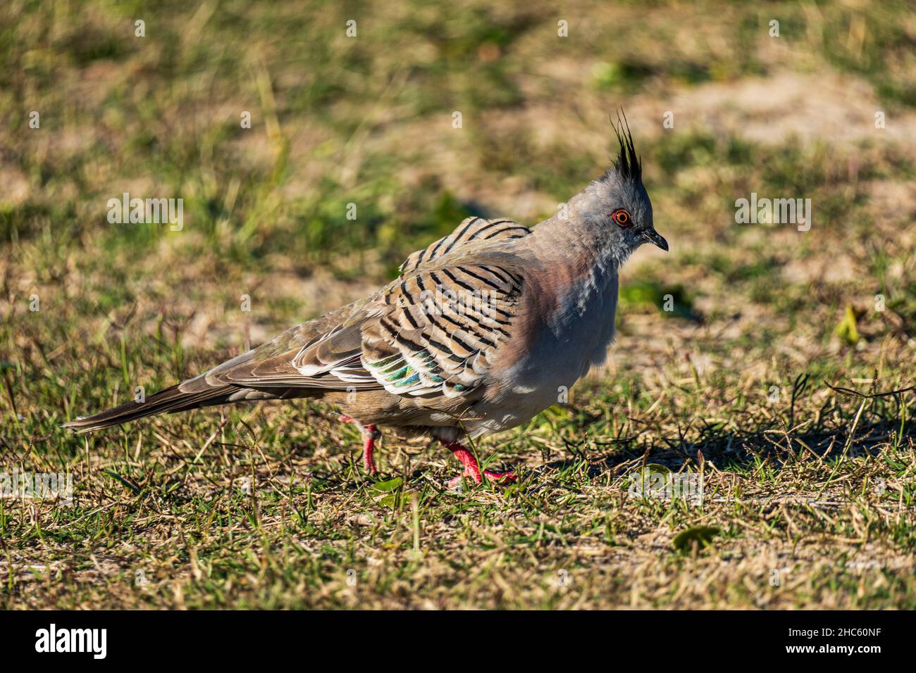 Un pigeon à ailes de bronze dans une prairie Banque D'Images
