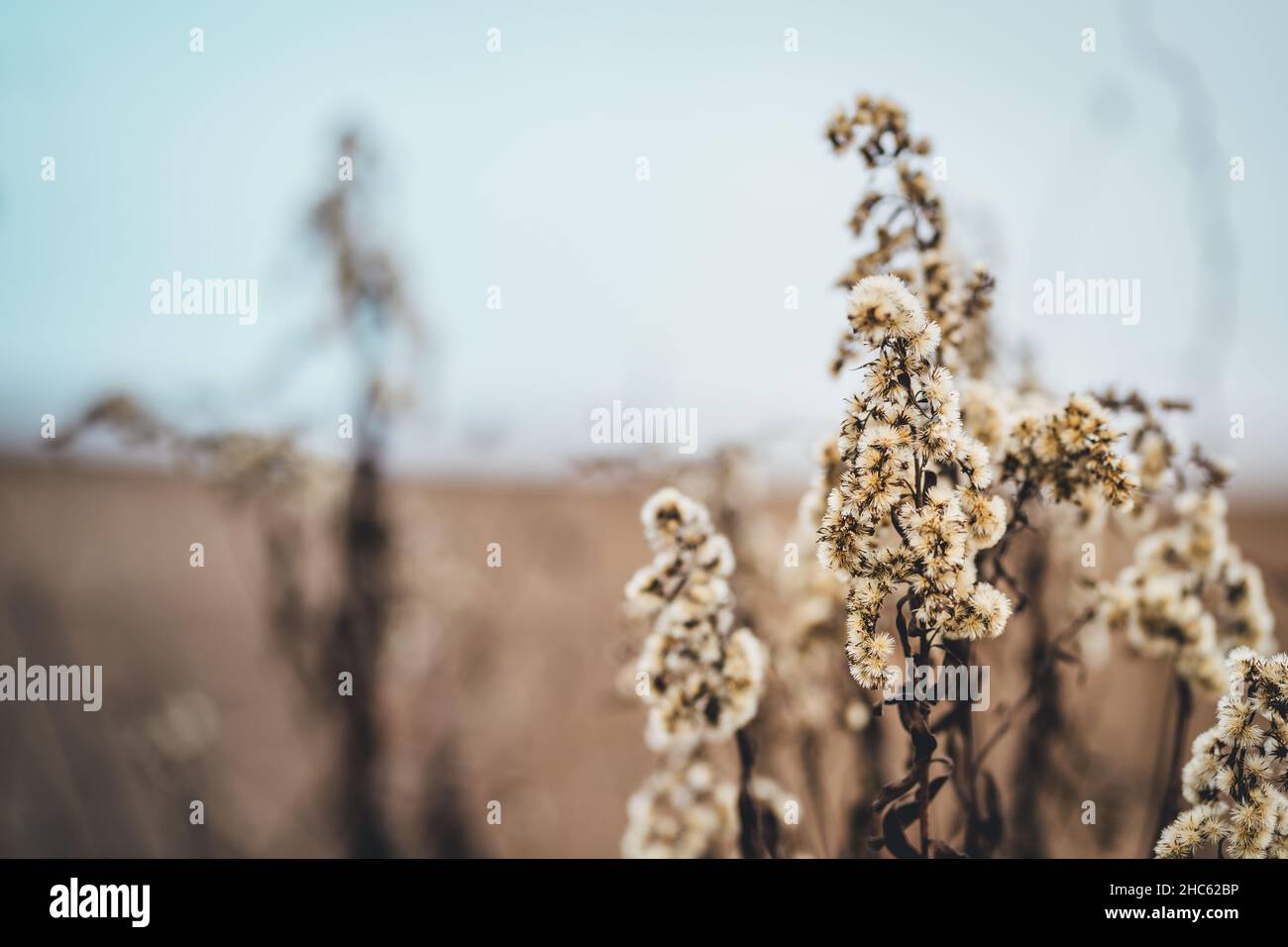Photo sélective de séchage des fleurs sur le bord d'un champ en automne Banque D'Images