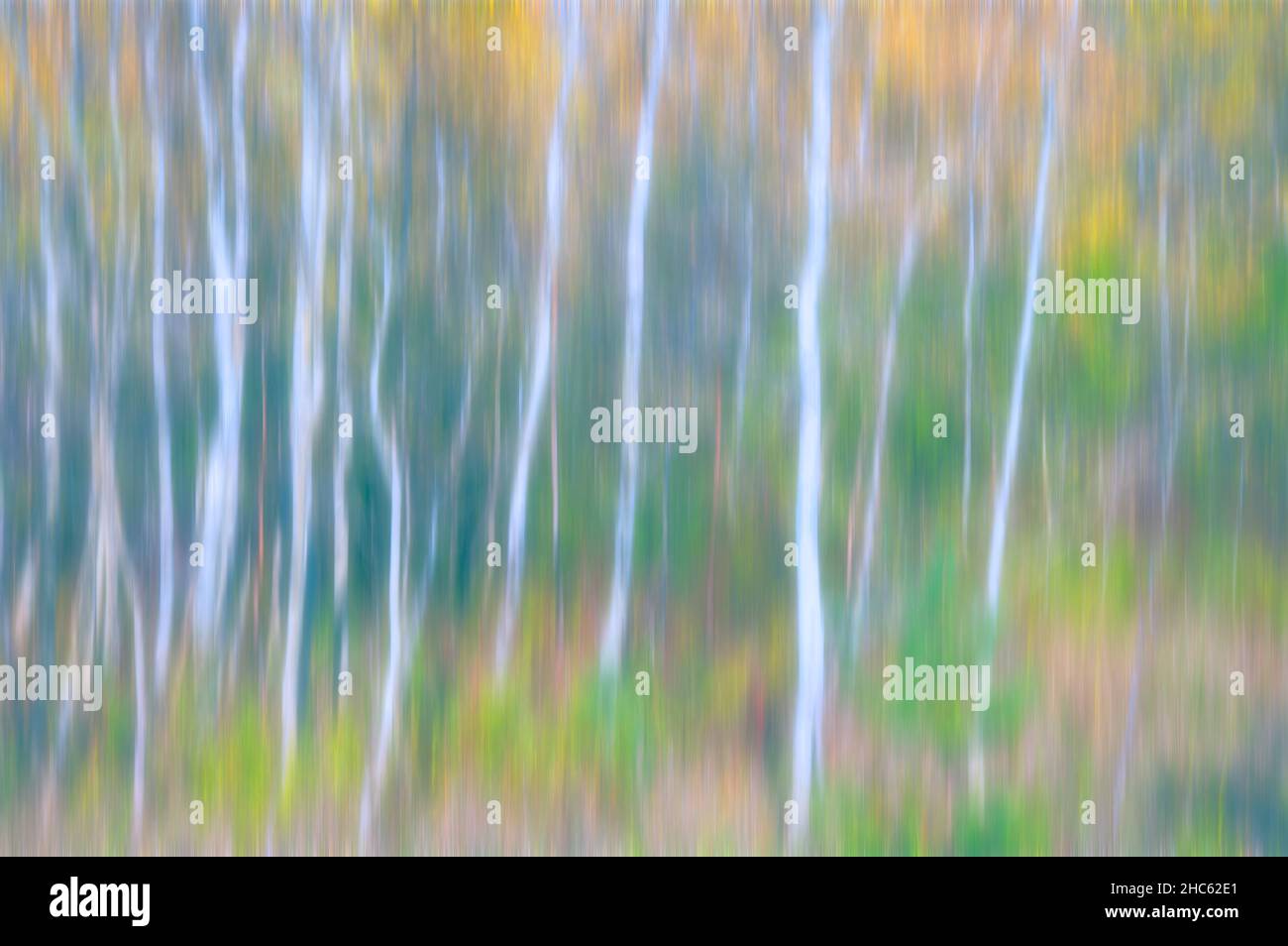 Belle vue sur les bouleaux d'automne dans une forêt - mouvement intentionnel de caméra Banque D'Images