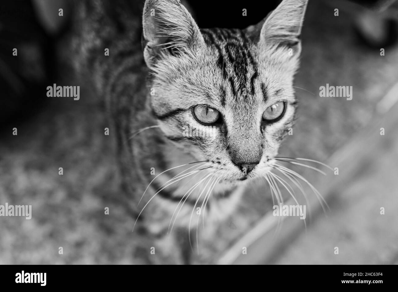 Portrait en niveaux de gris d'un chat tabby avec un regard sérieux Banque D'Images