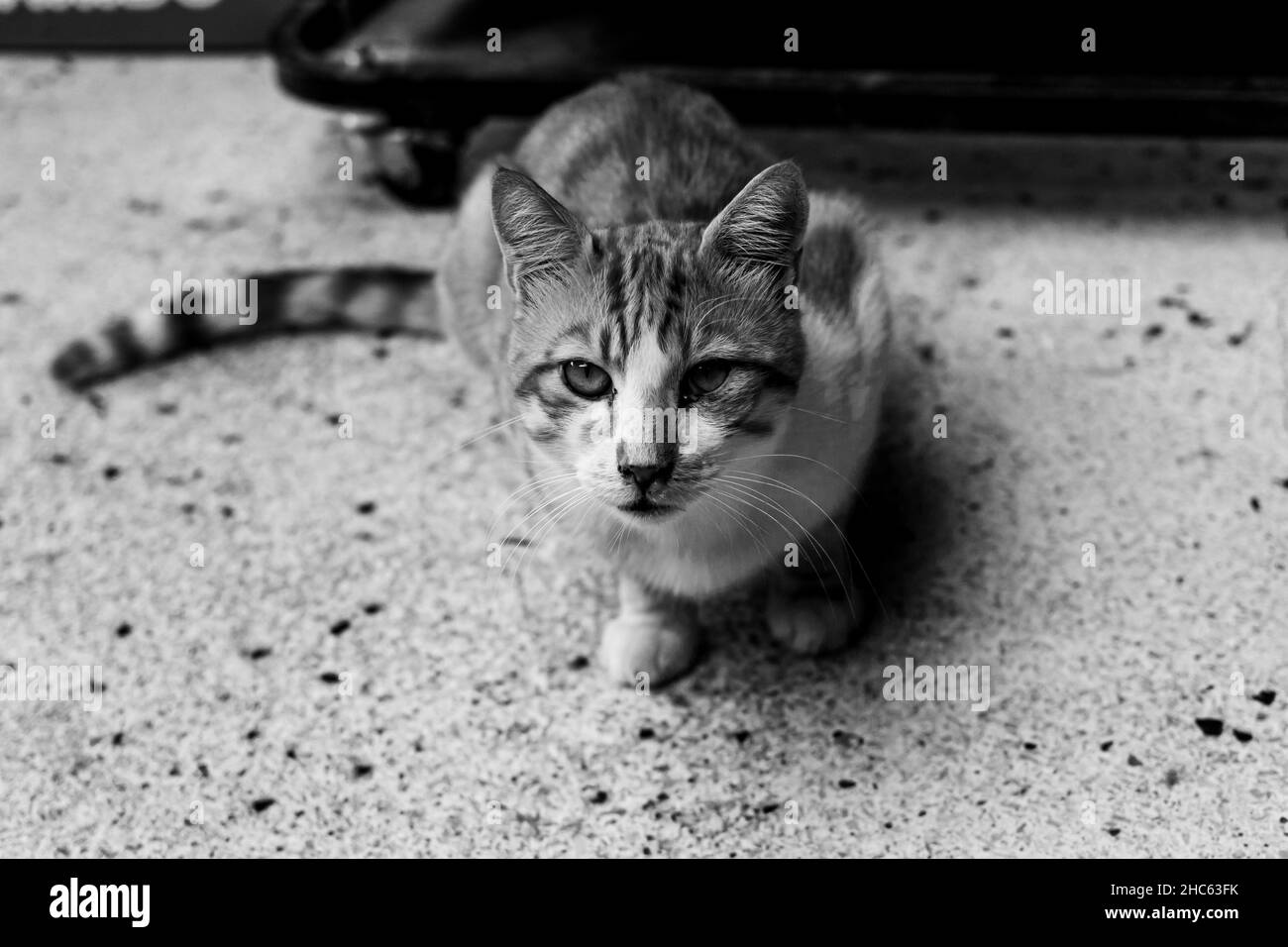 Gros plan grand angle d'un adorable chat en niveaux de gris Banque D'Images