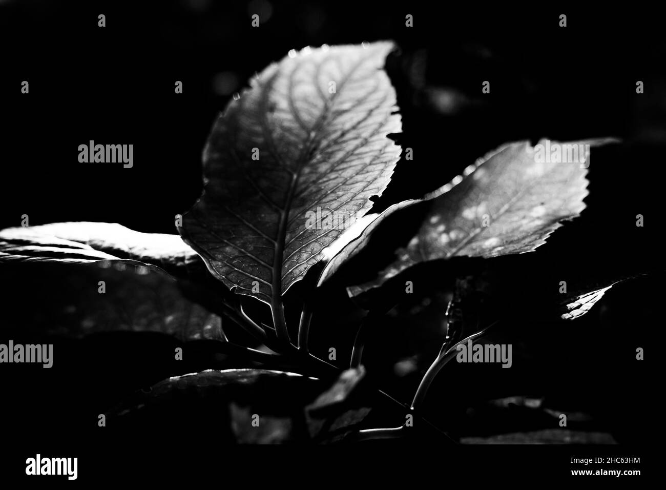 Prise de vue en niveaux de gris d'une branche avec des feuilles sur fond sombre Banque D'Images