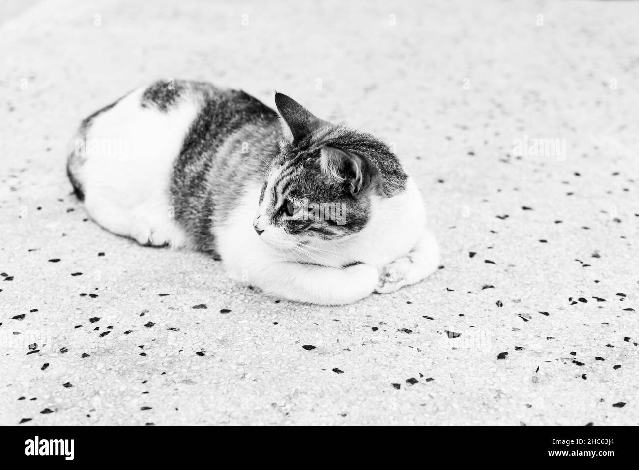 Gros plan en niveaux de gris d'un chat à fourrure mignon posé sur le sol Banque D'Images