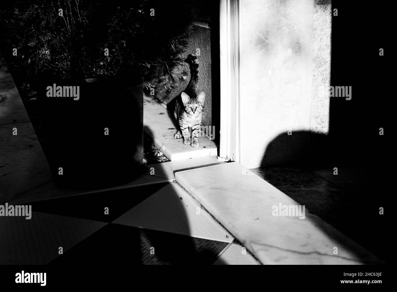 Photo en niveaux de gris d'un curieux chat tabby debout à la porte d'entrée Banque D'Images