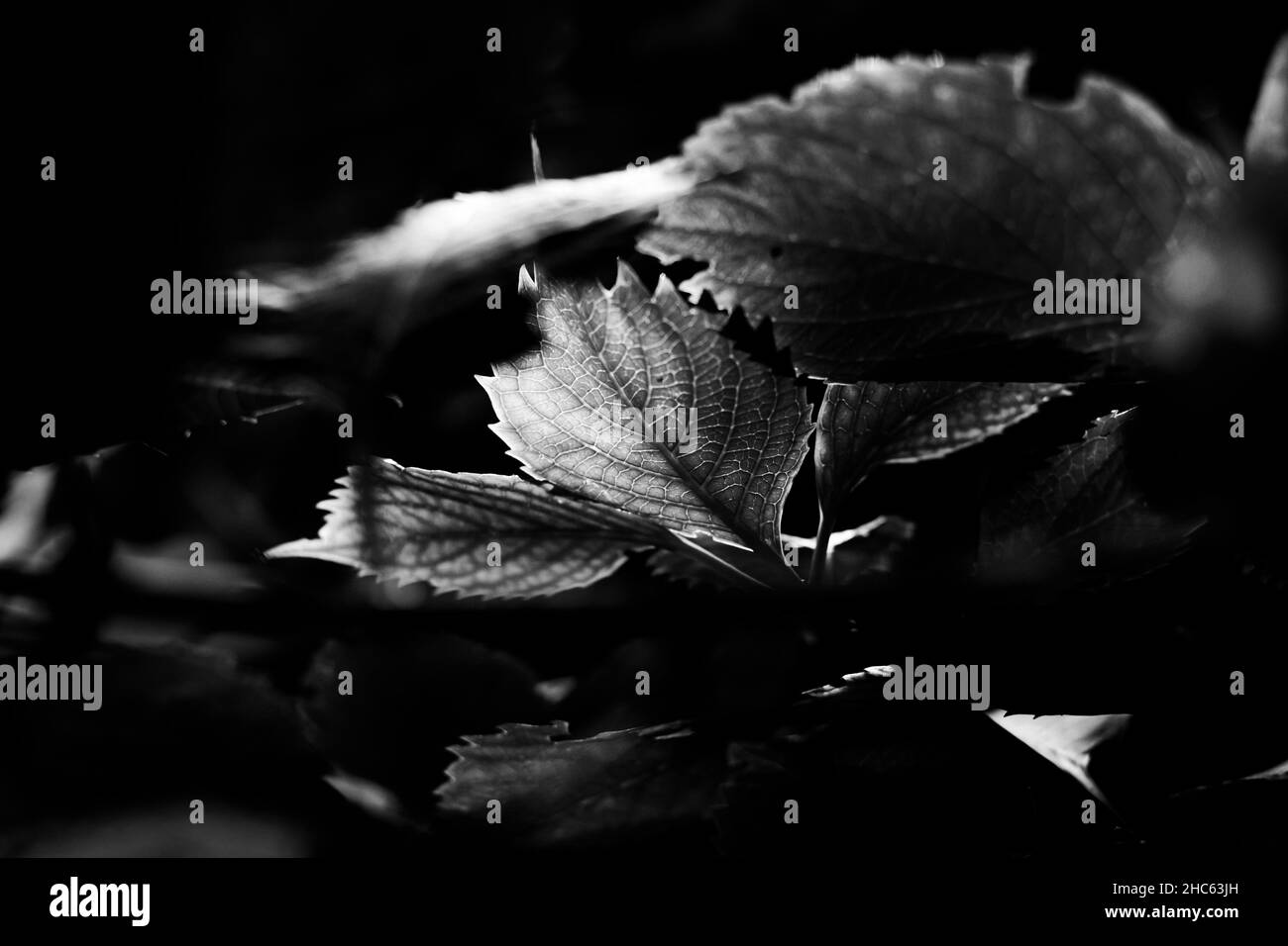 Photo en niveaux de gris des feuilles de l'arbre dans le fond noir Banque D'Images