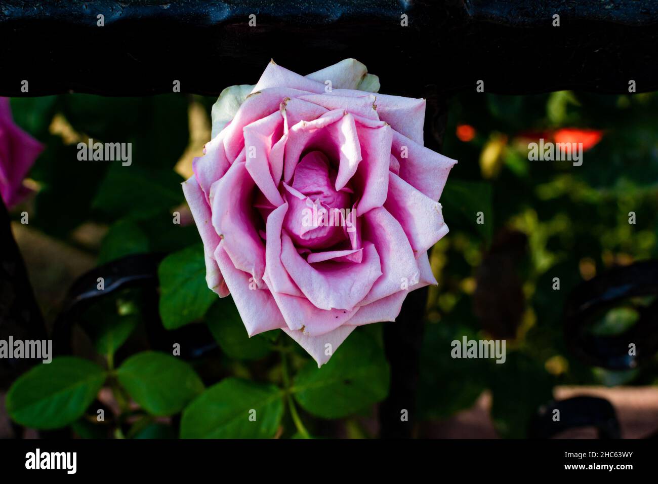Gros plan d'une seule rose chinoise rose poussant dans le jardin Banque D'Images