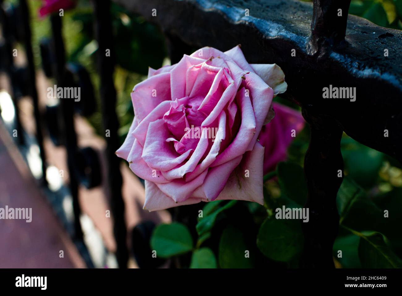 Belle rose Bengale en pleine croissance près de la clôture de jardin Banque D'Images
