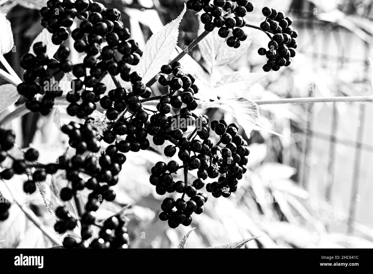 Photo en niveaux de gris d'un aîné noir avec des baies mûres dans le jardin Banque D'Images