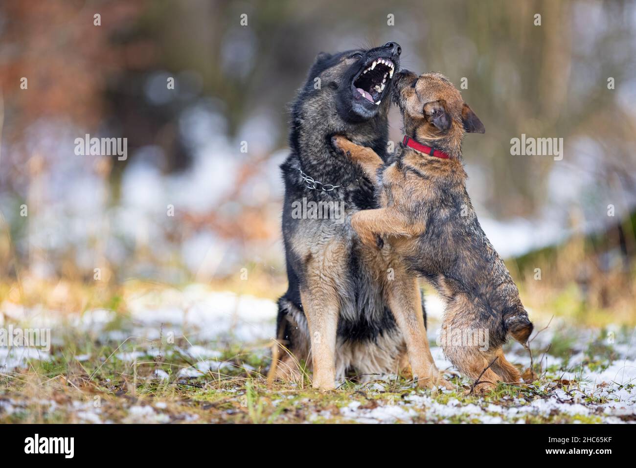 Le berger allemand grogne dans un petit chien Border Terrier pendant un match. Contrôle dentaire. Banque D'Images