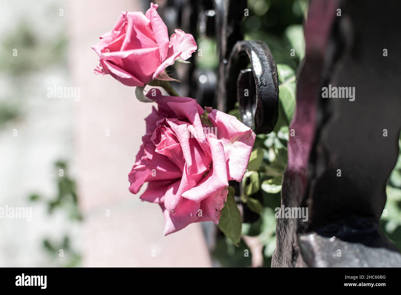 Gros plan sur les fleurs de Rosa chinensis qui fleurissent dans le jardin Banque D'Images