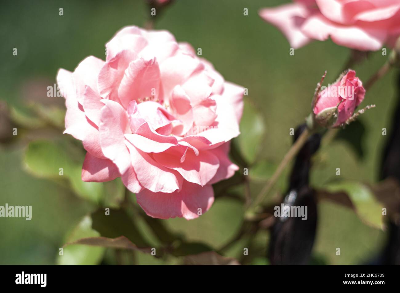 Rose pâle de Chine rose fleurir dans un jardin d'été Banque D'Images
