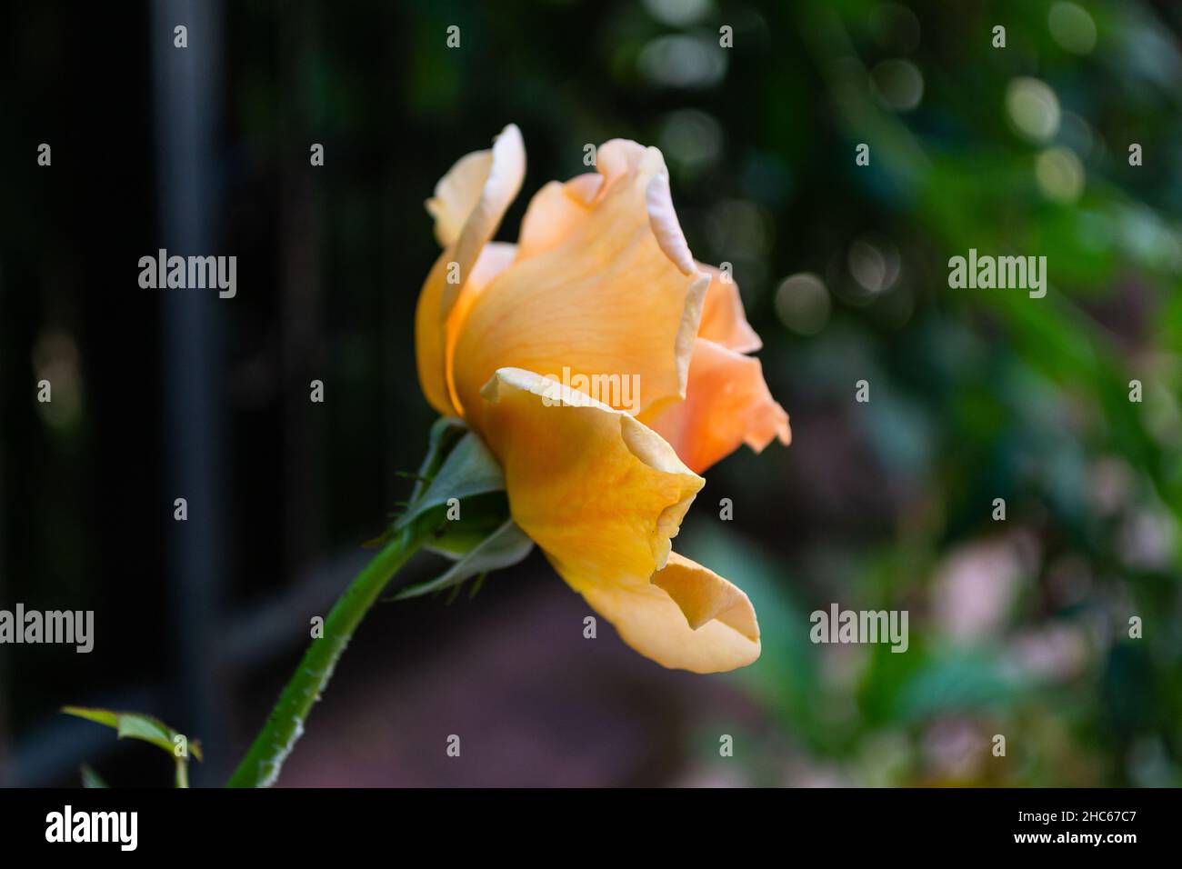 Orange Chine rose dans le fond naturel flou Banque D'Images