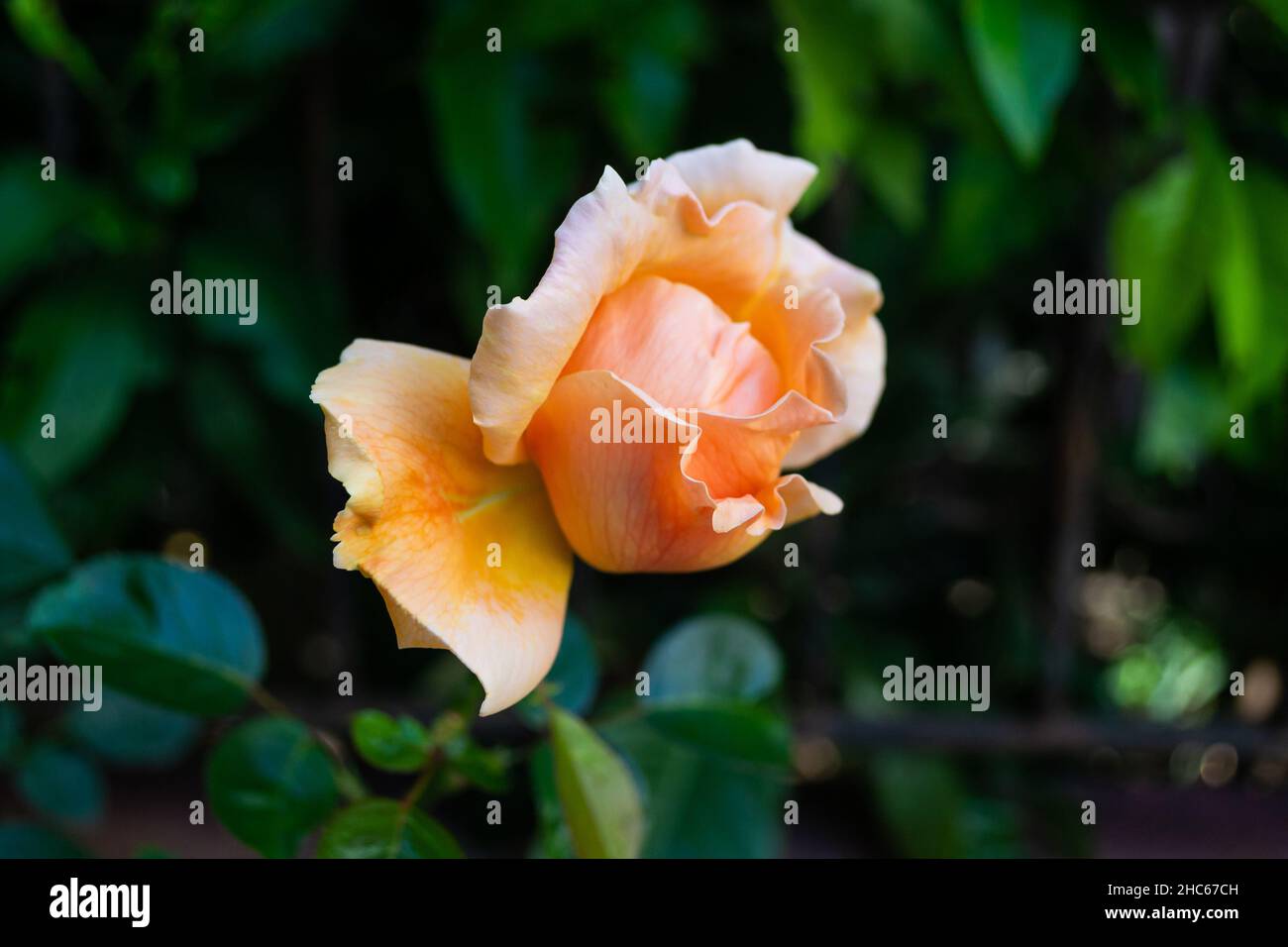 Rose Bengale orange dans le jardin Banque D'Images