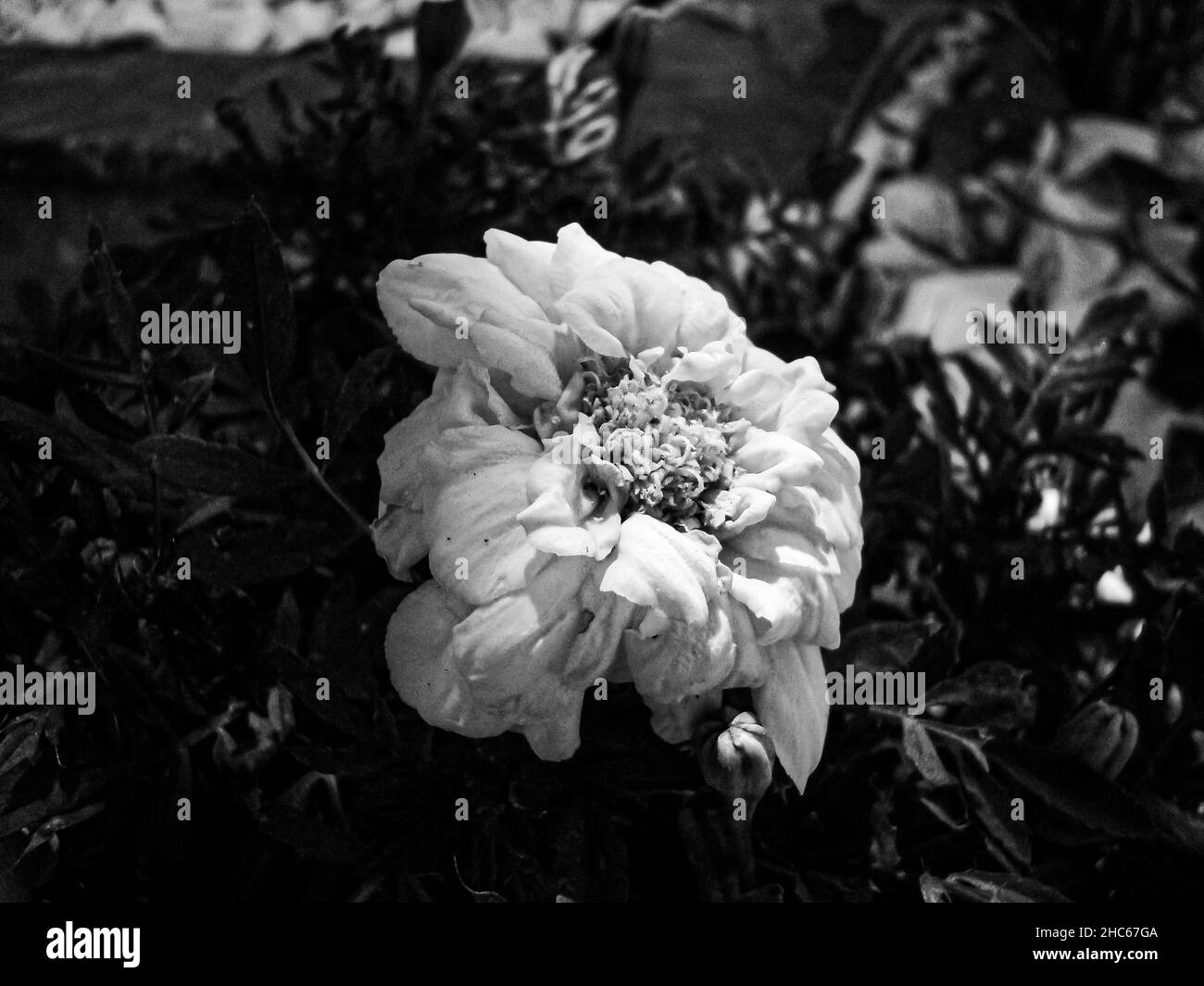 Photo en niveaux de gris d'une fleur qui fleurit dans le jardin Banque D'Images