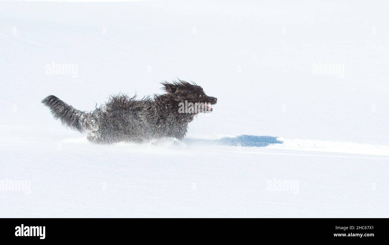 Grand chien noir poilu court rapidement dans la neige fraîche Banque D'Images
