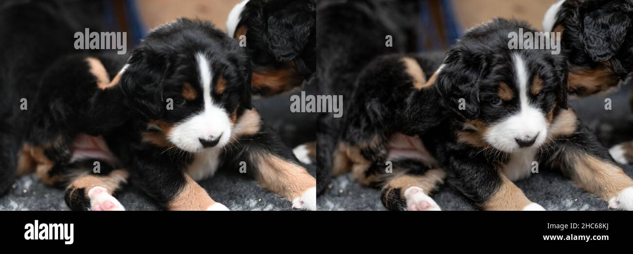 Groupe de chiots de montagne bernois Banque D'Images