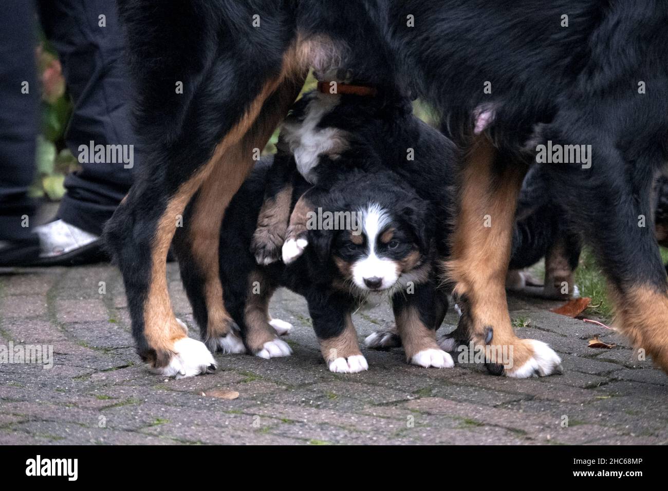 Chien de montagne bernois avec chiots Banque D'Images