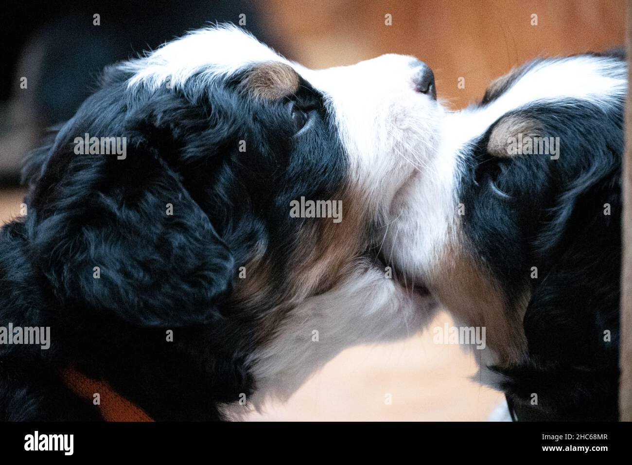 Gros plan de chiens de montagne bernois jouant les uns avec les autres Banque D'Images