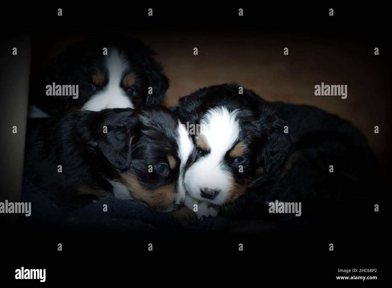 Photo sélective des chiots de montagne bernois Banque D'Images