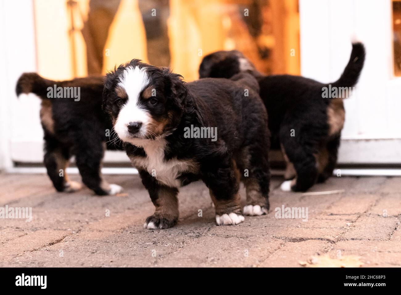 Photo sélective de trois chiots de montagne bernois Banque D'Images