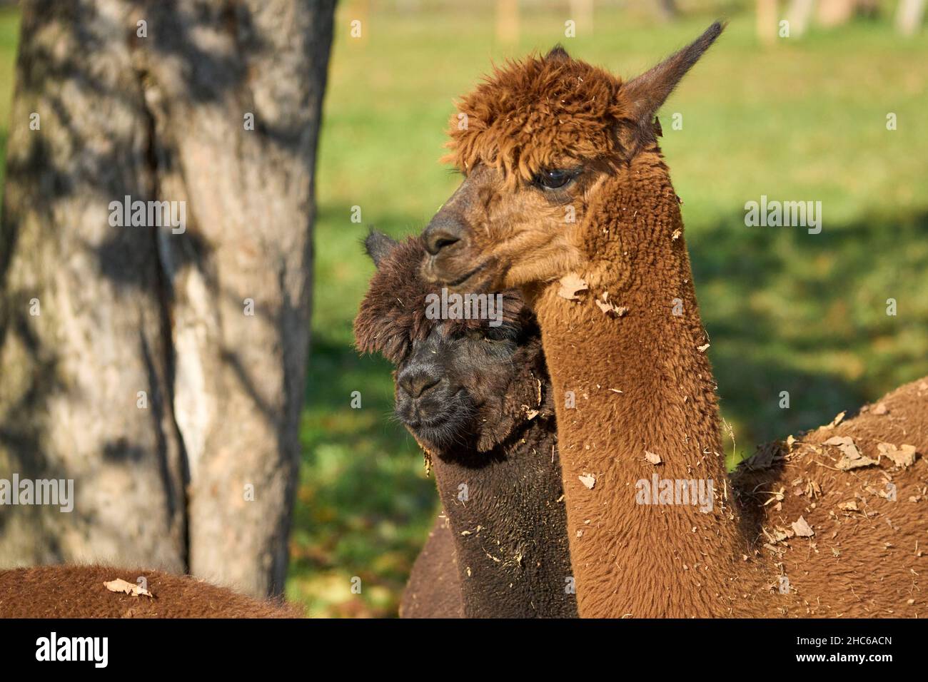 Alpacas marron et noir dans le champ vert près de l'arbre, par beau temps Banque D'Images
