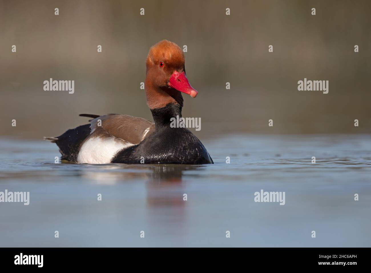 Nette rousse Banque D'Images