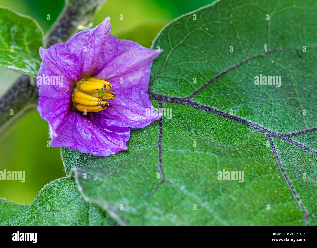 Fleur sur une plante de Brinjal dans le champ Banque D'Images
